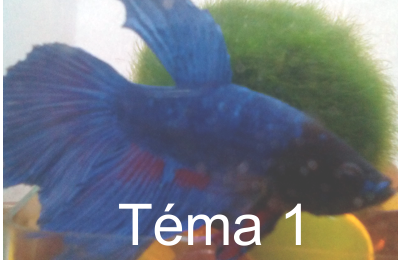 Tema1 bt