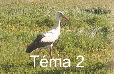Tema2 bt