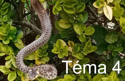 Tema4 bt