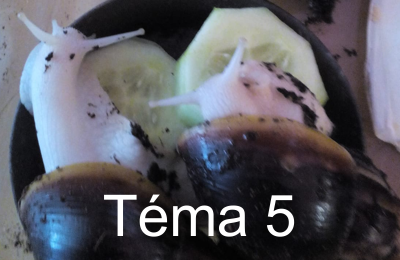 Tema5 bt